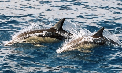 Common dolphins