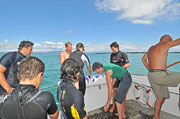 Swim with Dolphins